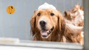 Perro mojado después del baño con toalla amarilla