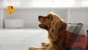 Perro pequeño cubierto con una cobija adentro de casa en temporada de frío