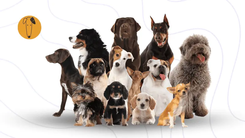 Grupo de perros de diferentes razas posando juntos sobre fondo claro