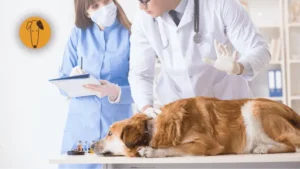 Veterinarios revisando el calendario de vacunación anual de un perro en México.