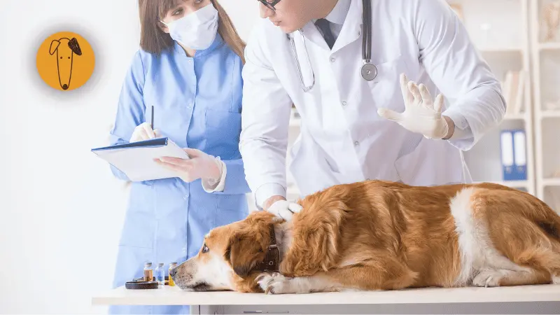 Veterinarios revisando el calendario de vacunación anual de un perro en México.